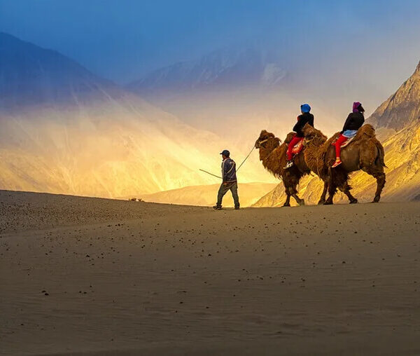 camel-safari2