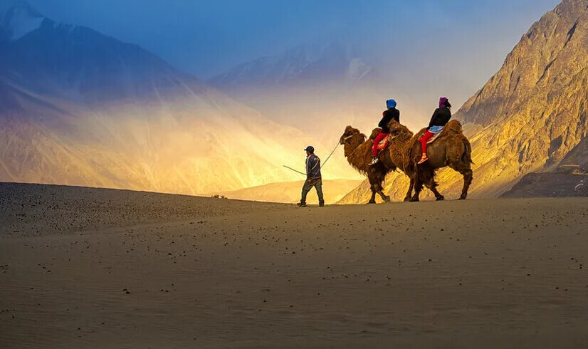 camel-safari2